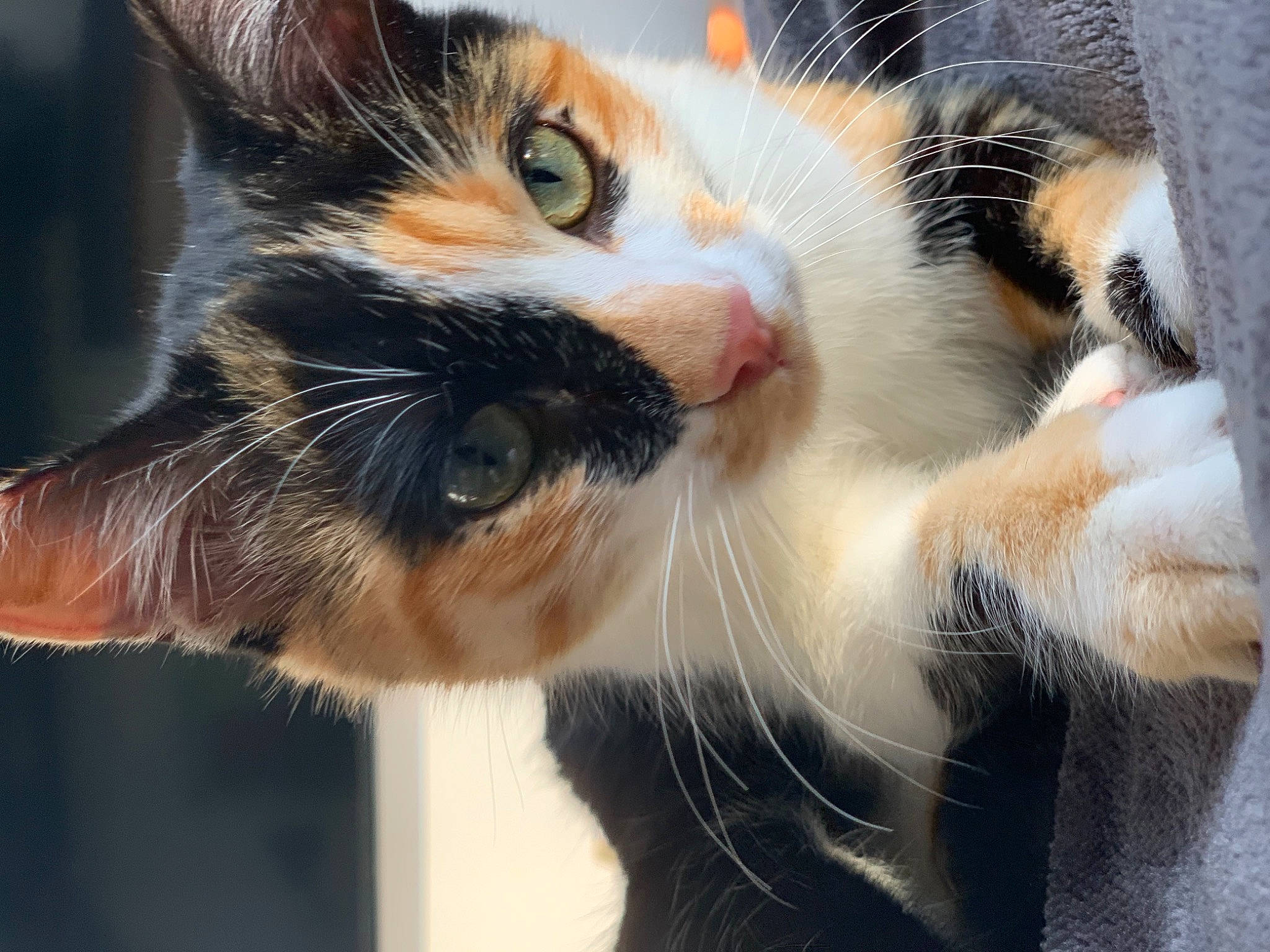 Grougrou participe au concours pour gagner de l'argent avec cette photo : aegean_cat, american_wirehair, carnivore, cat, claw, close_up, domestic_short_haired_cat, ear, european_shorthair, eye, felidae, fur, kitten, nose, paw, polydactyl_cat, small_to_medium_sized_cats, snapshot, snout, whiskers