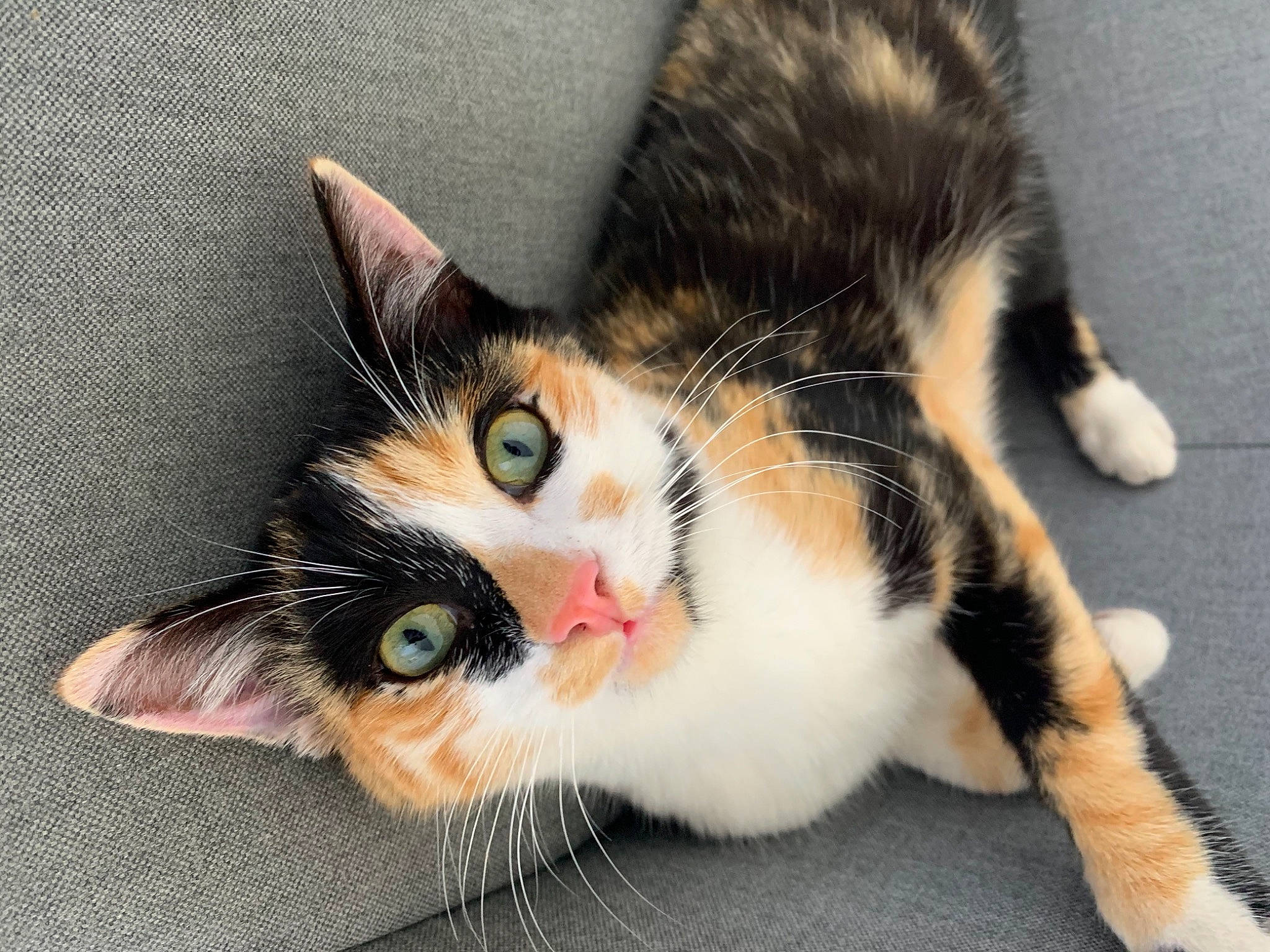 Grougrou participe au concours pour gagner de l'argent avec cette photo : aegean_cat, american_wirehair, asian, carnivore, cat, claw, domestic_short_haired_cat, ear, european_shorthair, eye, felidae, fur, kitten, mammal, paw, polydactyl_cat, small_to_medium_sized_cats, tabby_cat, tail, whiskers