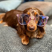 Peach is registered to the contest to win money with this photo: dog, dachshund, glasses, brown_dog, pet, animal, lying_down, cozy, blanket, indoor, cute, face, nose, fur, portrait, eyewear, relaxed, home, soft_focus, close_up