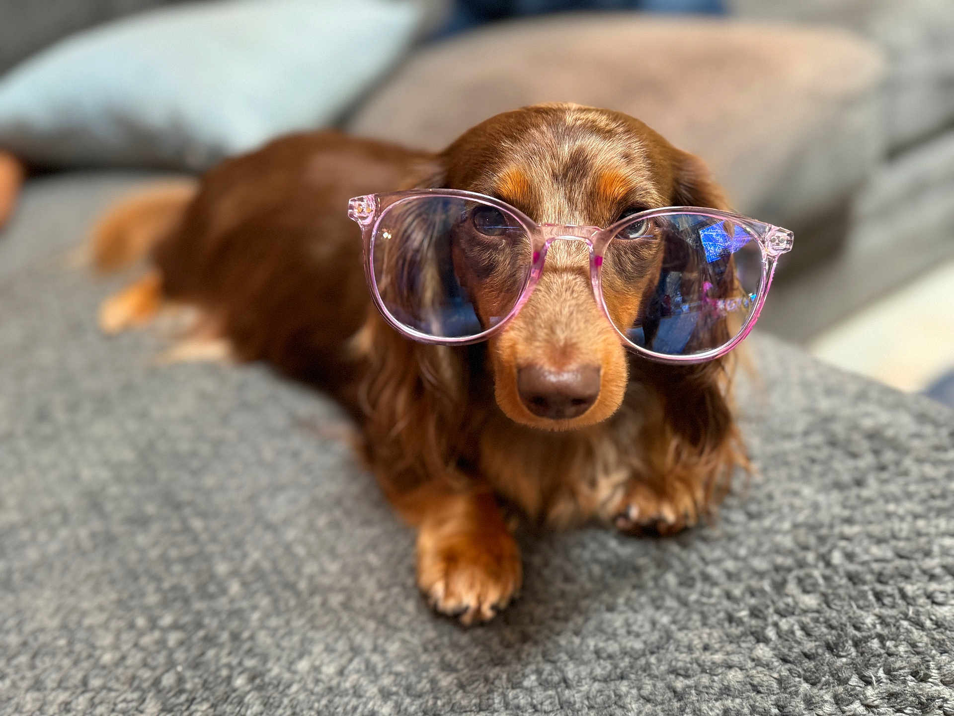Peach is registered to the contest to win money with this photo: dog, dachshund, glasses, brown_dog, pet, animal, lying_down, cozy, blanket, indoor, cute, face, nose, fur, portrait, eyewear, relaxed, home, soft_focus, close_up