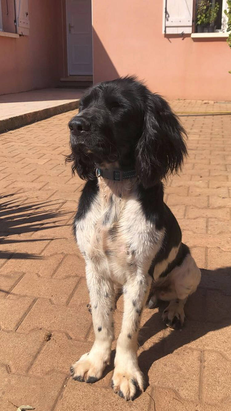 Rudy a rejoint le concours — aidez-le/la à gagner de superbes lots ! canidae, carnivore, companion_dog, dog, dog_breed, dog_collar, door, fur, gun_dog, hunting_dog, liver, spaniel, sporting_group, tail, working_animal, working_dog