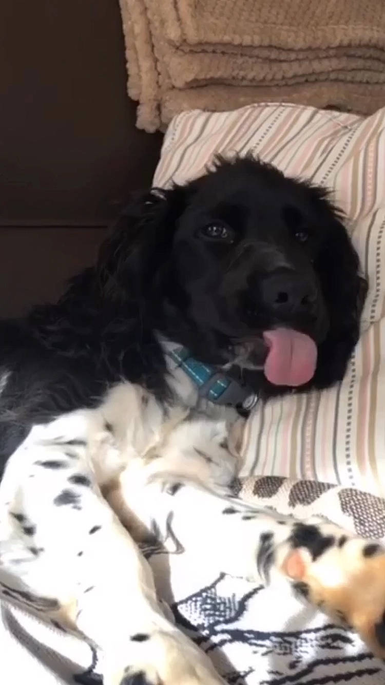 Rudy participe au concours pour gagner de l'argent avec cette photo : borador, carnivore, comfort, companion_dog, dog, dog_breed, fur, liver, spaniel, working_animal, working_dog