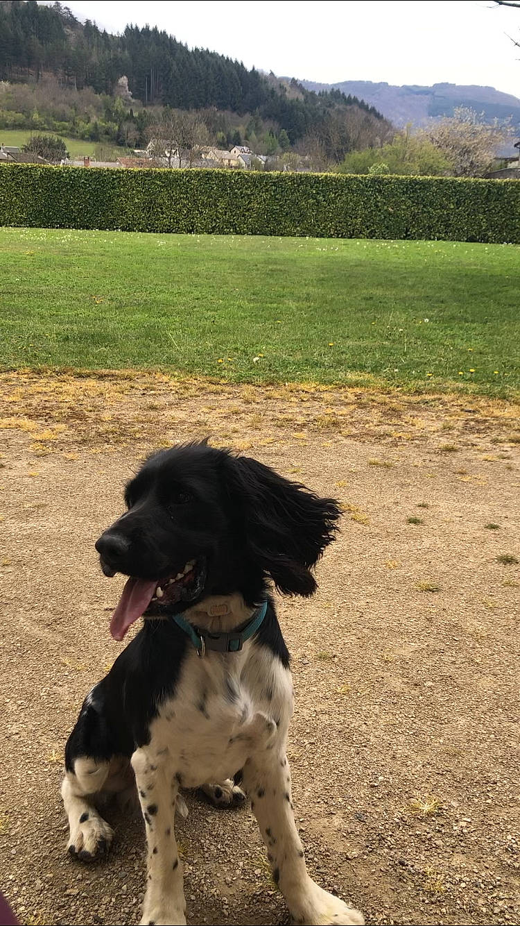 Rudy participe au concours pour gagner de l'argent avec cette photo : canidae, carnivore, collar, companion_dog, dog, dog_breed, dog_collar, grass, grassland, gun_dog, landscape, leash, mountain, plant, sky, snout, spaniel, tail, tree, working_animal