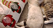 Elton John joined the competition — help win amazing prizes! animal, cat, cats, companion, couch, cozy, cute, decorative_pillow, feline, gnome, indoor, napping, pet, pillow, relaxing, resting, sleeping, soft_furniture, tabby_cat, white_cat