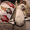 Elton John joined the competition — help win amazing prizes! cat, cats, sleeping, napping, couch, pillow, gnome, decorative_pillow, tabby_cat, white_cat, pet, animal, cozy, indoor, feline, relaxing, resting, soft_furniture, companion, cute