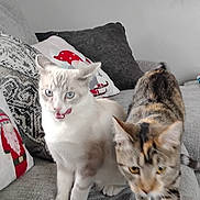 Elton John is registered to the contest to win money with this photo: cat, cats, feline, pets, indoor, sofa, couch, pillows, holiday, christmas, decor, white_cat, tortoiseshell_cat, blue_eyes, whiskers, fur, living_room, curious, licking_lips, cozy