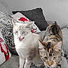 cat, cats, feline, pets, indoor, sofa, couch, pillows, holiday, christmas, decor, white_cat, tortoiseshell_cat, blue_eyes, whiskers, fur, living_room, curious, licking_lips, cozy