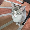 Elton John joined the competition — help win amazing prizes! cat, blue_eyes, curious, pet, indoor, animal, feline, sitting, looking_up, close_up, fur, whiskers, ears, table_leg, rug, patterned_rug, orange, white, floor, domestic_animal