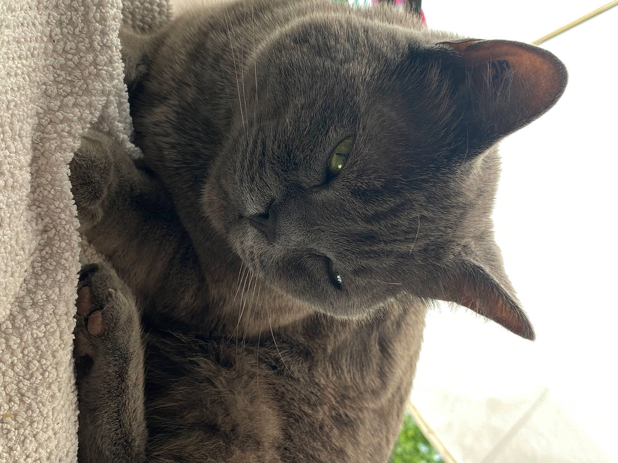 Tyla a rejoint le concours — aidez-le/la à gagner de superbes lots ! carnivore, cat, domestic_short_haired_cat, felidae, fur, grey, plant, russian_blue, small_to_medium_sized_cats, terrestrial_animal, tree, whiskers