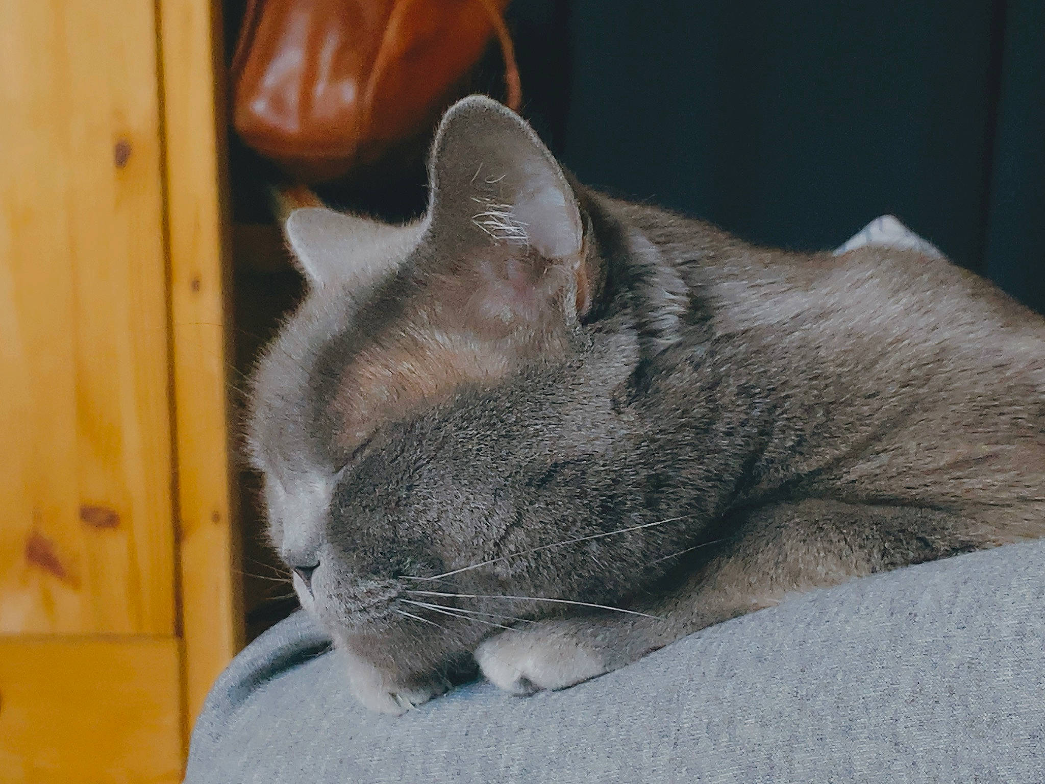 Tyla a rejoint le concours — aidez-le/la à gagner de superbes lots ! carnivore, cat, comfort, domestic_short_haired_cat, felidae, fur, grey, nap, paw, sleep, small_to_medium_sized_cats, snout, tail, whiskers, window, wood