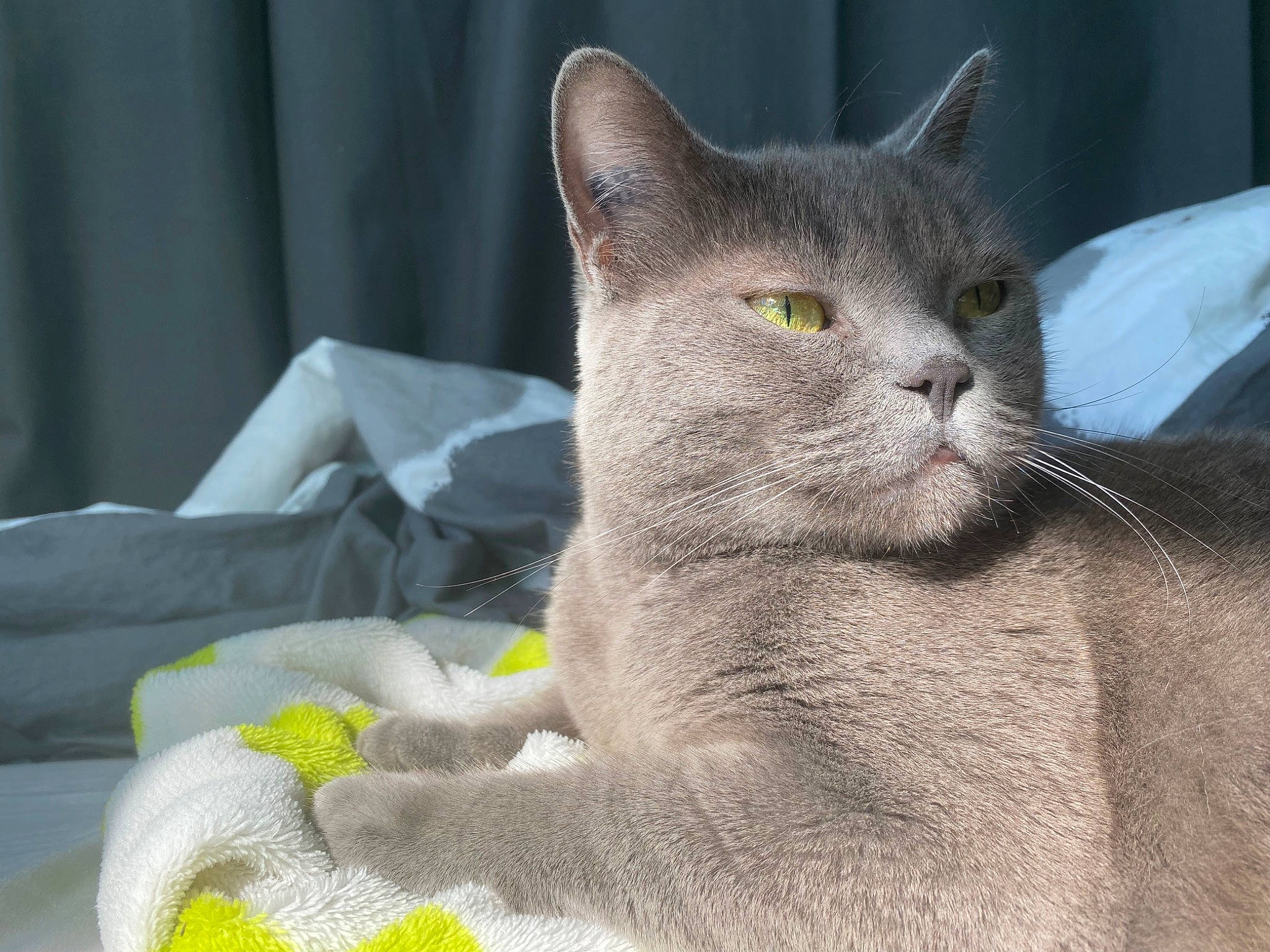 Tyla participe au concours pour gagner de l'argent avec cette photo : carnivore, cat, cat_supply, comfort, domestic_short_haired_cat, felidae, fur, grey, russian_blue, small_to_medium_sized_cats, terrestrial_animal, whiskers