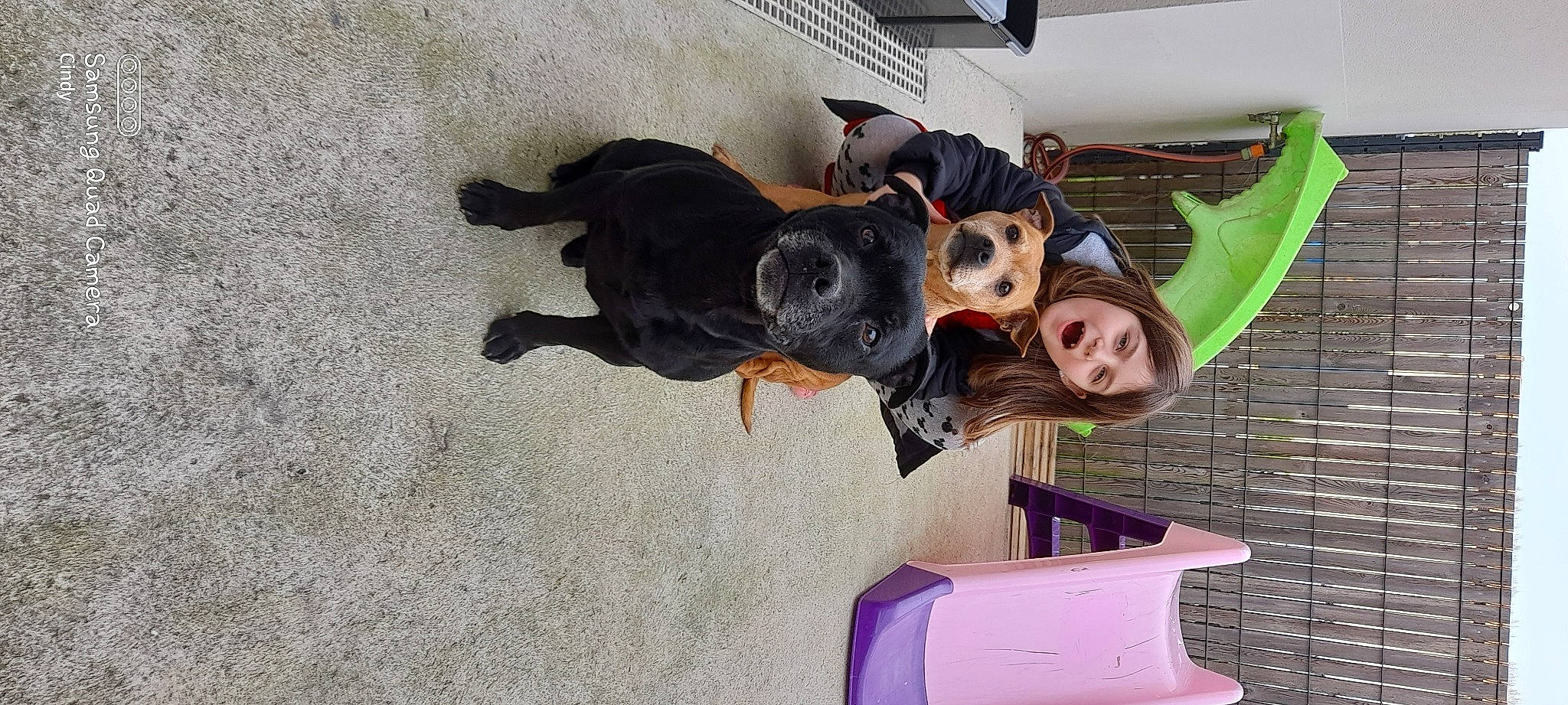 Shayna participe au concours pour gagner de l'argent avec cette photo : carnivore, companion_dog, dog, dog_breed, eyewear, fawn, flooring, fun, fur, guard_dog, happy, leisure, person, personal_protective_equipment, sporting_group, sunglasses