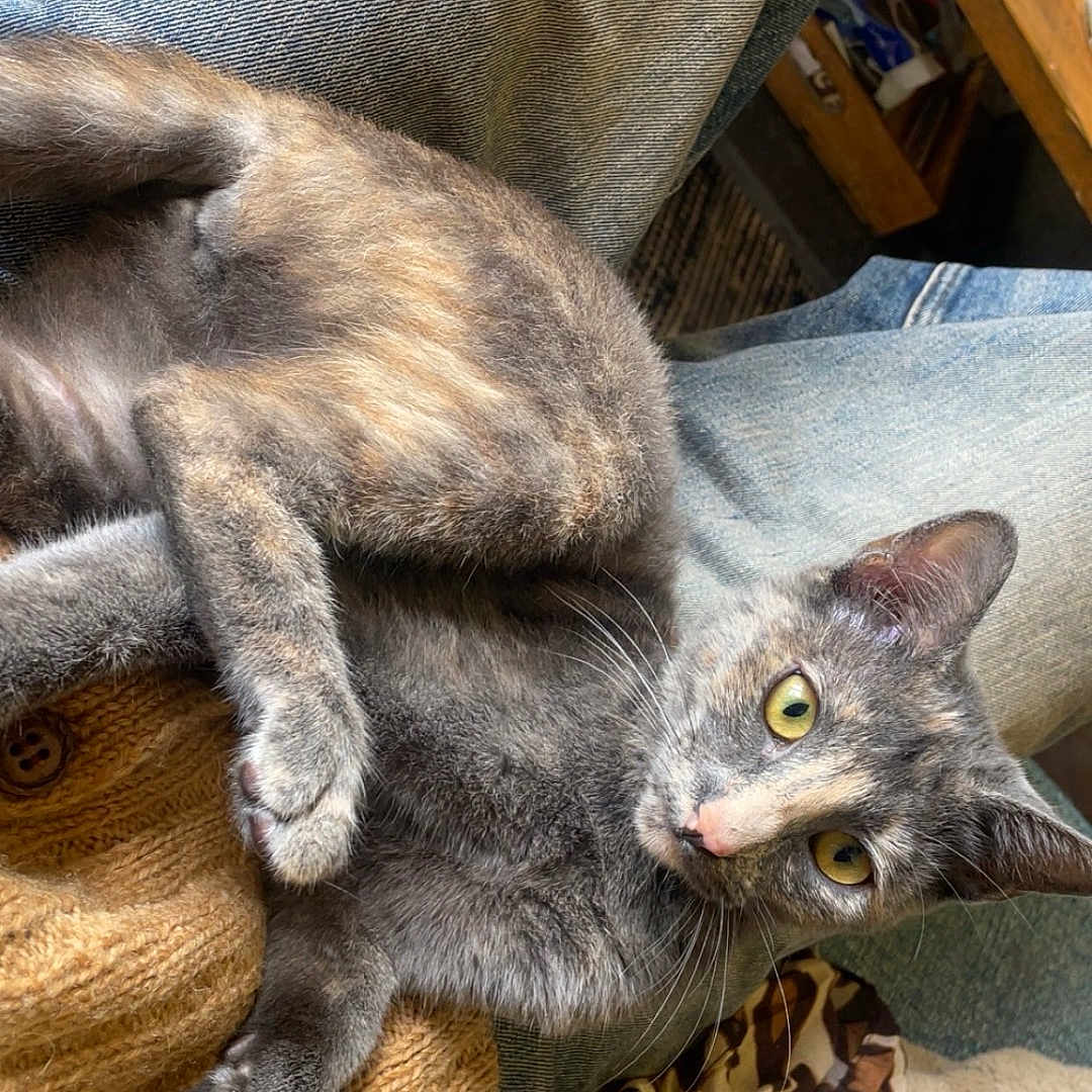 Nami a rejoint le concours — aidez-le/la à gagner de superbes lots ! casual_clothing, cat, closeup, cozy, curious, feline, gray_cat, indoor, jeans, knitwear, lap, patterned_scarf, person, pet, relaxed, resting, rug, scarf, sweater, yellow_eyes