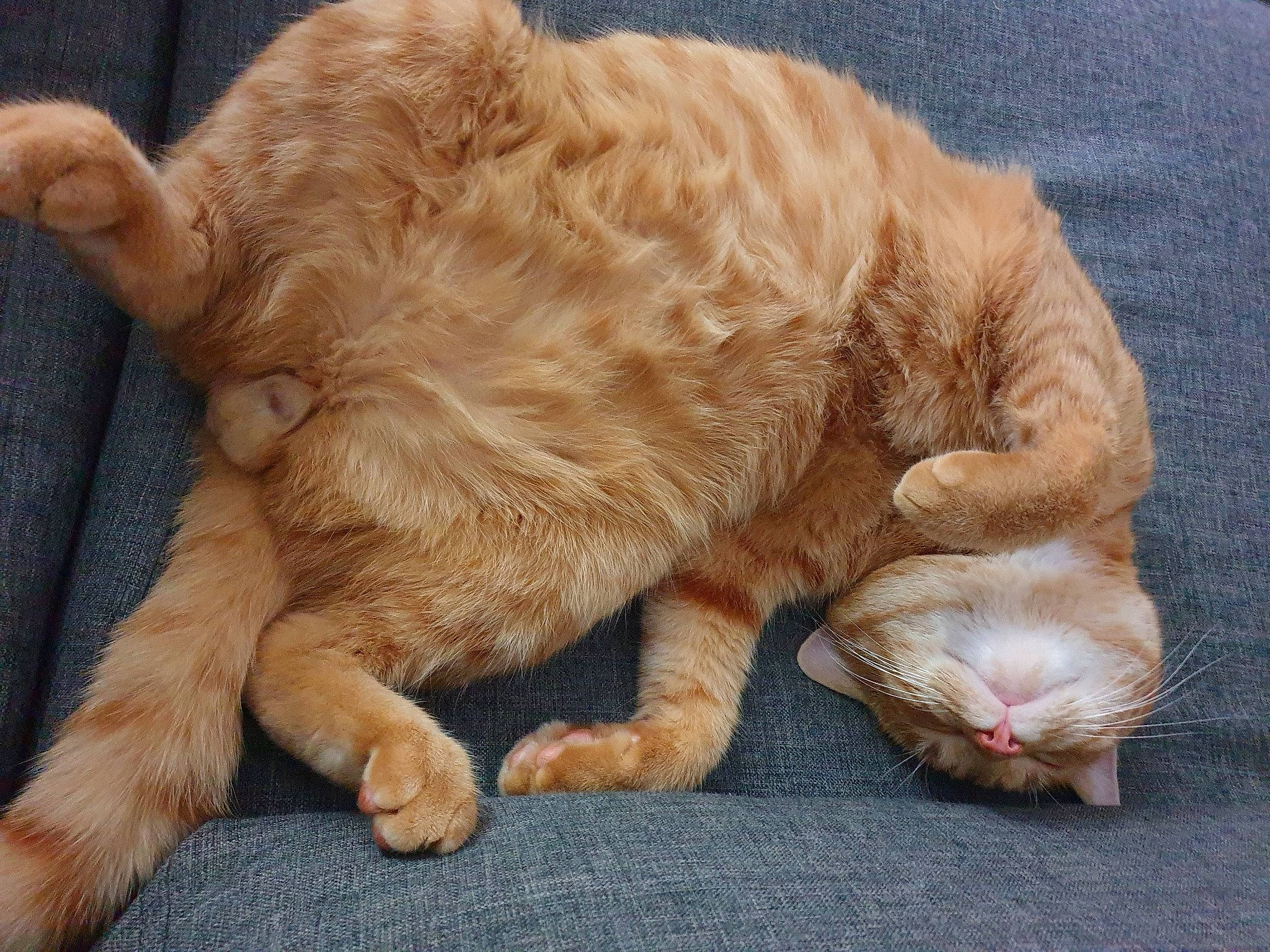 Rouxy a rejoint le concours — aidez-le/la à gagner de superbes lots ! carnivore, cat, claw, comfort, companion_dog, dog_breed, fawn, felidae, foot, fur, liver, paw, small_to_medium_sized_cats, snout, sporting_group, tail, terrestrial_animal, whiskers, wrinkle