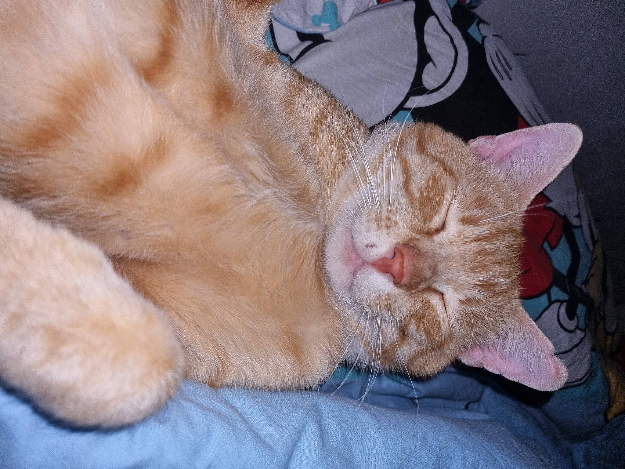 Rouxy a rejoint le concours — aidez-le/la à gagner de superbes lots ! carnivore, cat, cat_bed, cat_supply, claw, comfort, domestic_short_haired_cat, fawn, felidae, foot, fur, human_leg, nap, paw, sleep, small_to_medium_sized_cats, snout, tail, whiskers, wrinkle