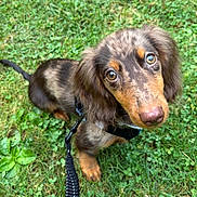 Blaze joined the competition — help win amazing prizes! dog, dachshund, puppy, brown_dog, long_hair, floppy_ears, wide_eyes, nose, harness, leash, outdoor, grass, garden, greenery, pet, animal, portrait, close_up, looking_at_camera, cute
