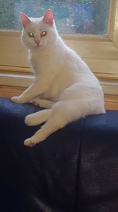 Angèle participe au concours pour gagner de l'argent avec cette photo : asian, burmilla, carnivore, cat, colorpoint_shorthair, eye, fawn, felidae, fur, javanese, khao_manee, mammal, polydactyl_cat, small_to_medium_sized_cats, tail, turkish_angora, turkish_van, whiskers