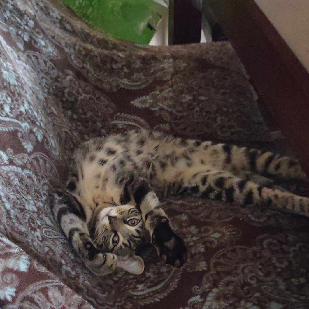 Tony The Tiger is registered to the contest to win money with this photo: animal, blanket, cat, cheetah, couch, egyptiancat, furniture, kitten, ocelot, panther, pet, snowleopard