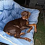 Louann Hopkins joined the competition — help win amazing prizes! dog, doberman, pet, animal, chair, blue_chair, outdoor, night, grass, relaxing, looking_back, flash, fur, ears, collar, paws, canine, domestic_animal, mammal, resting
