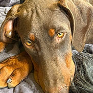Louann Hopkins joined the competition — help win amazing prizes! dog, close_up, pet, canine, brown, eyes, fur, resting, blanket, nap, animal, domestic_animal, cute, portrait, laying_down, ears, snout, paw, indoor, relaxed
