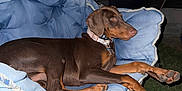 Louann Hopkins joined the competition — help win amazing prizes! dog, doberman, outdoor, night, moon, streetlight, chair, lawn, grass, pet, animal, relaxed, collar, blue_chair, metal_frame, canine, paw, leisure, evening, backyard