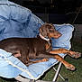 dog, doberman, outdoor, night, moon, streetlight, chair, lawn, grass, pet, animal, relaxed, collar, blue_chair, metal_frame, canine, paw, leisure, evening, backyard
