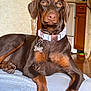 Louann Hopkins is registered to the contest to win money with this photo: doberman, dog, pet, collar, indoor, kitchen, blanket, brown, canine, animal, floor, cabinet, tag, resting, fur, ears, paw, wall, furniture, domestic