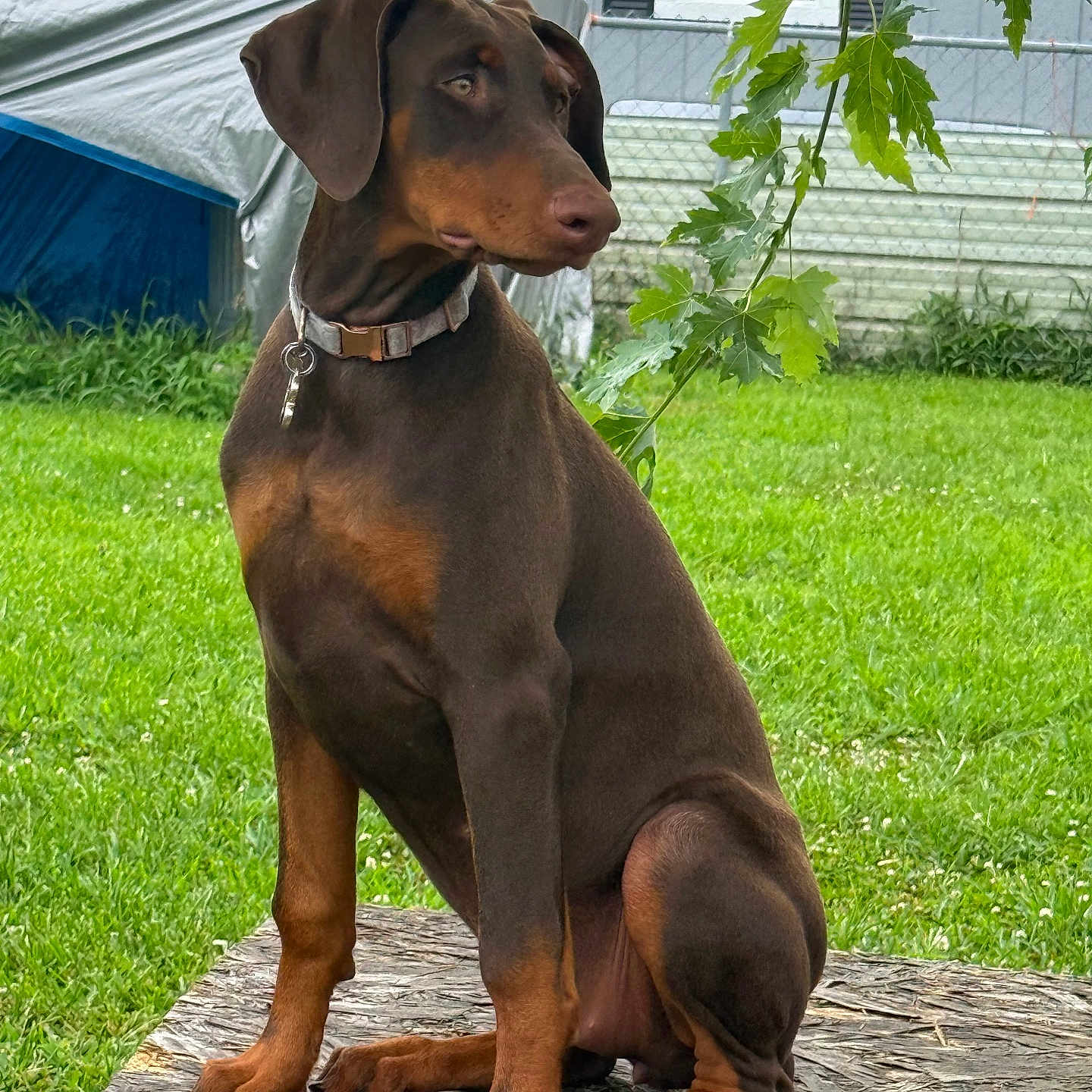 Louann Hopkins is registered to the contest to win money with this photo: alert, animal, backyard, black, brown, canine, collar, doberman, dog, grass, house, leaves, nature, outdoor, pet, portrait, puppy, sitting, wood, young_dog