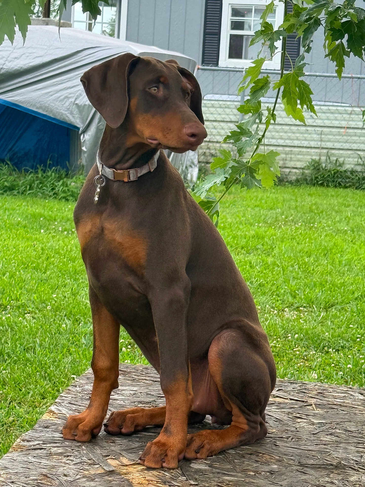 Louann Hopkins is registered to the contest to win money with this photo: doberman, puppy, dog, sitting, outdoor, grass, leaves, wood, collar, pet, young_dog, canine, backyard, house, nature, alert, brown, black, animal, portrait