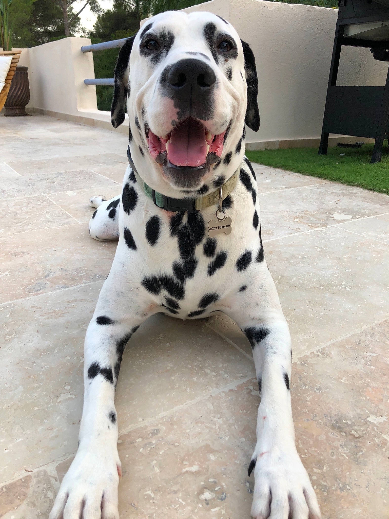 Django participe au concours pour gagner de l'argent avec cette photo : canidae, carnivore, companion_dog, dalmatian, dog, dog_breed, fawn, great_dane, mammal, non_sporting_group, snout, sporting_group, vertebrate