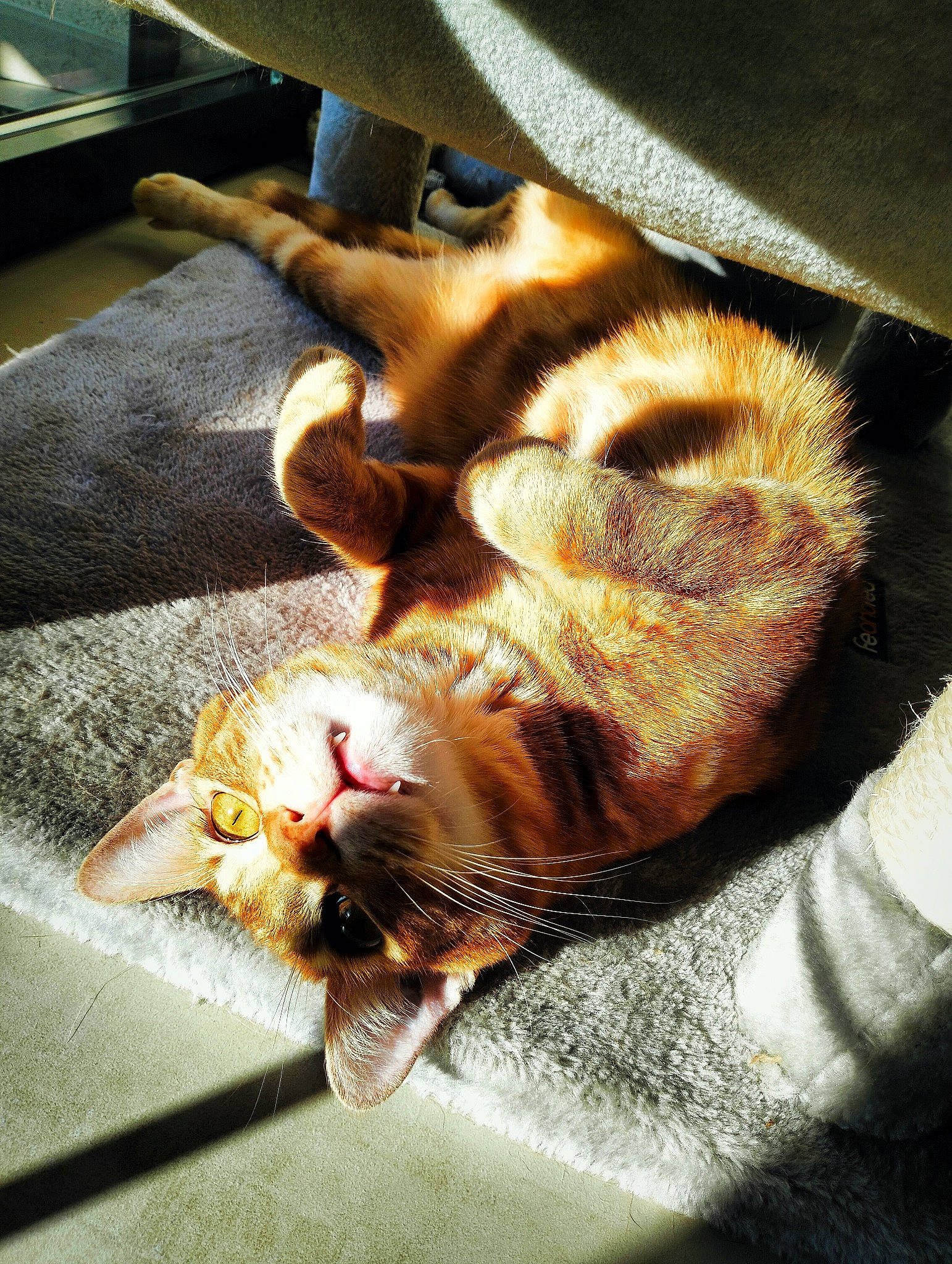 Scherkan a rejoint le concours — aidez-le/la à gagner de superbes lots ! brown, canidae, carnivore, cat, claw, comfort, domestic_short_haired_cat, fawn, felidae, flooring, fur, leg, nap, orange, paw, small_to_medium_sized_cats, snout, tail, whiskers, wood