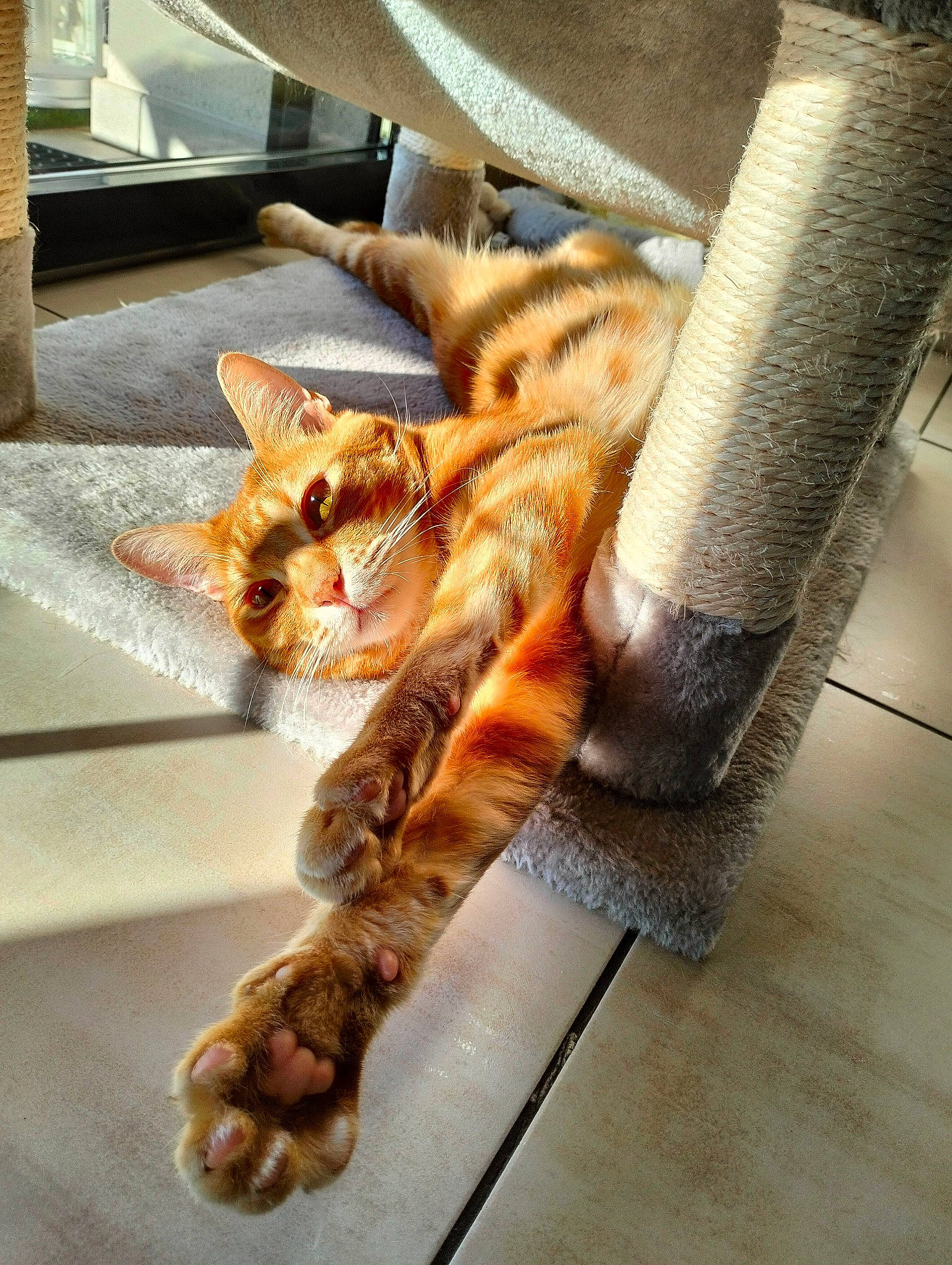 Scherkan a rejoint le concours — aidez-le/la à gagner de superbes lots ! carnivore, cat, claw, comfort, companion_dog, domestic_short_haired_cat, fawn, felidae, flooring, fur, metal, paw, room, small_to_medium_sized_cats, snout, tail, terrestrial_animal, toy, whiskers, wood