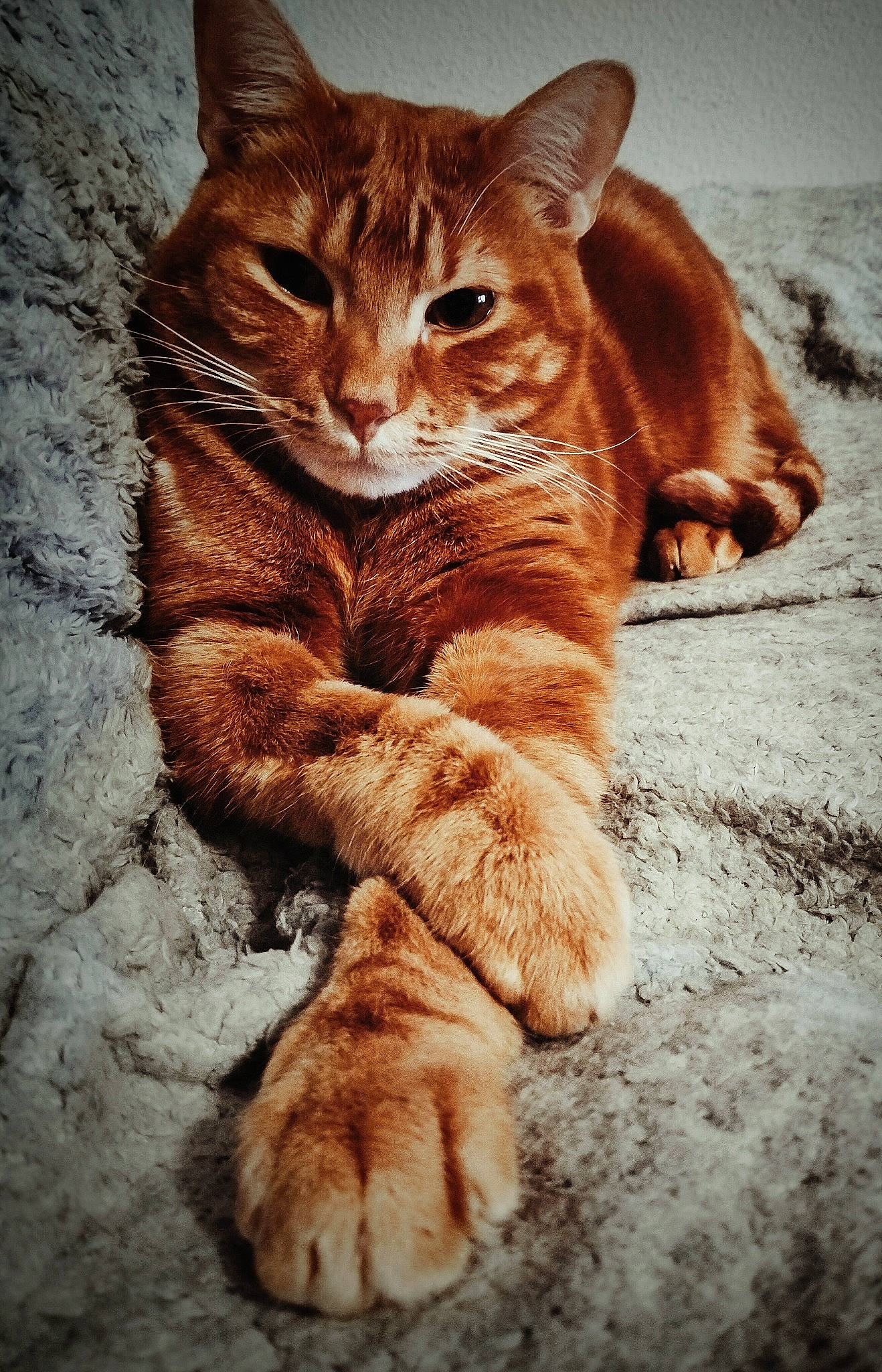 Scherkan participe au concours pour gagner de l'argent avec cette photo : carnivore, cat, claw, domestic_short_haired_cat, eye, fawn, felidae, foot, fur, human_leg, paw, sitting, small_to_medium_sized_cats, snout, tail, terrestrial_animal, whiskers, wildlife, window, wood