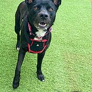 Sophie is registered to the contest to win money with this photo: dog, black_dog, harness, artificial_turf, grass, outdoor, pet, animal, playful, alert, canine, ears_up, closeup, daycare, friendly, two_dogs, collar, looking, muzzle, brown_eyes