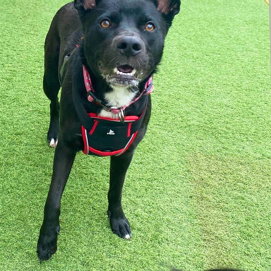 Sophie is registered to the contest to win money with this photo: alert, animal, artificial_turf, black_dog, brown_eyes, canine, closeup, collar, daycare, dog, ears_up, friendly, grass, harness, looking, muzzle, outdoor, pet, playful, two_dogs
