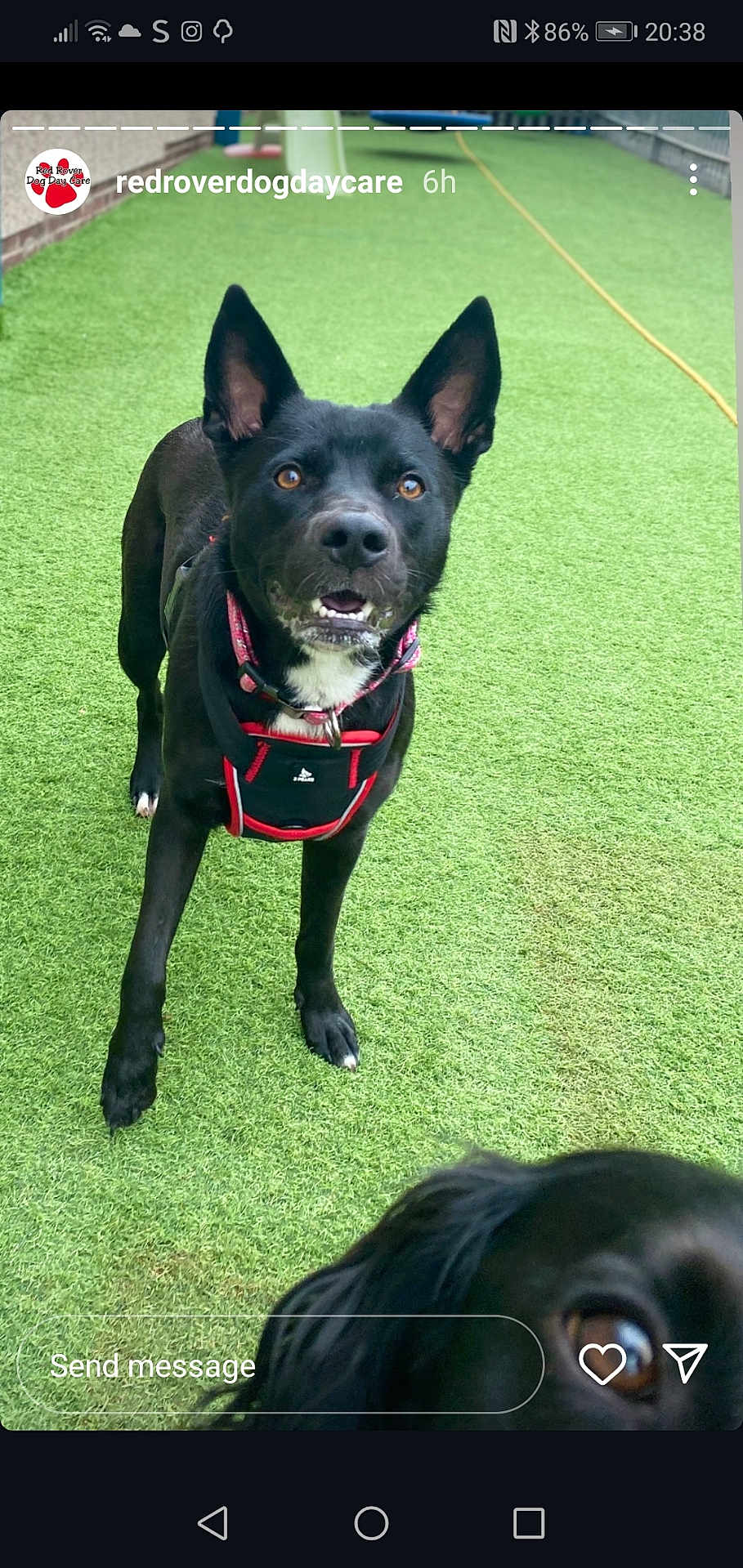 Sophie is registered to the contest to win money with this photo: dog, black_dog, harness, artificial_turf, grass, outdoor, pet, animal, playful, alert, canine, ears_up, closeup, daycare, friendly, two_dogs, collar, looking, muzzle, brown_eyes