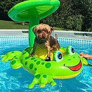 Bandit is registered to the contest to win money with this photo: dog, pool, inflatable, frog, water, summer, outdoor, green, float, pet, backyard, sunny, animal, recreation, vacation, playful, canine, blue, nature, tree