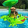 dog, pool, inflatable, frog, water, summer, outdoor, green, float, pet, backyard, sunny, animal, recreation, vacation, playful, canine, blue, nature, tree