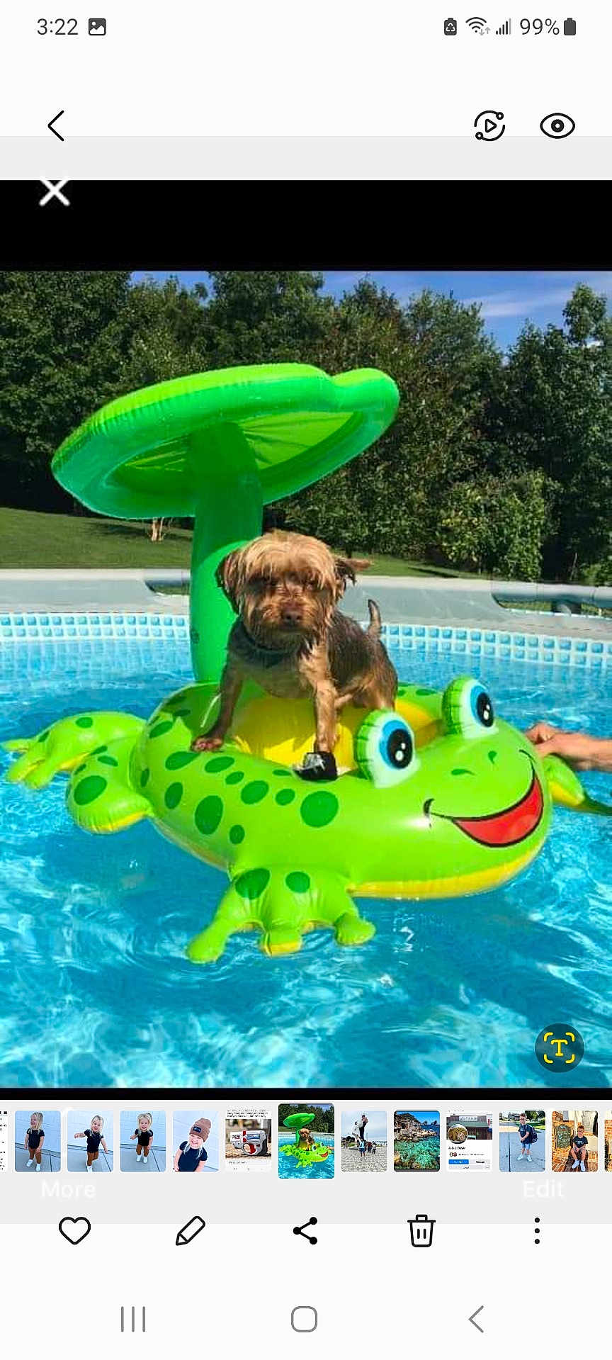 Bandit is registered to the contest to win money with this photo: dog, pool, inflatable, frog, water, summer, outdoor, green, float, pet, backyard, sunny, animal, recreation, vacation, playful, canine, blue, nature, tree