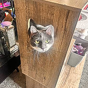 Ariel joined the competition — help win amazing prizes! animal, box, carpet, cat, cozy, curious, domestic, ears, eyes, face, feline, furniture, hole, home, indoor, light, pet, shadow, whiskers, wood
