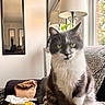 Ariel joined the competition — help win amazing prizes! blanket, cat, couch, cozy, domestic, furniture, gray_and_white, houseplant, indoor, lamp, living_room, mirror, paper_bag, person_reflection, pet, plant, portrait, reflection, relaxed, window