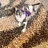 Ariel joined the competition — help win amazing prizes! animal, carpet, cat, colorful, cozy, cute, domestic_cat, floor, fur, gray_cat, home, indoor, laying_down, looking_at_camera, pet, portrait, scarf, texture, white_cat, yellow_eyes