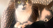 Ariel joined the competition — help win amazing prizes! animal, cat, chair, cozy, cushion, domestic_animal, furniture, gray_cat, home, indoor, looking_up, patterned_fabric, paws, pet, relaxed, resting, soft_light, whiskers, white_cat, yellow_eyes