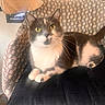 animal, cat, chair, cozy, cushion, domestic_animal, furniture, gray_cat, home, indoor, looking_up, patterned_fabric, paws, pet, relaxed, resting, soft_light, whiskers, white_cat, yellow_eyes