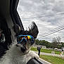 Maximus joined the competition — help win amazing prizes! dog, goggles, car, window, ears, fur, outdoor, cloudy_sky, grass, road, mailbox, house, suburban, reflection, pet, animal, transportation, side_view, nature, daytime
