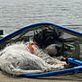 Maximus is registered to the contest to win money with this photo: dog, puppy, fishing_net, water, dock, outdoor, resting, pet, cute, curled_up, fur, black_and_white, leash, animal, sleeping, close_up, summer, relaxation, nature, daytime