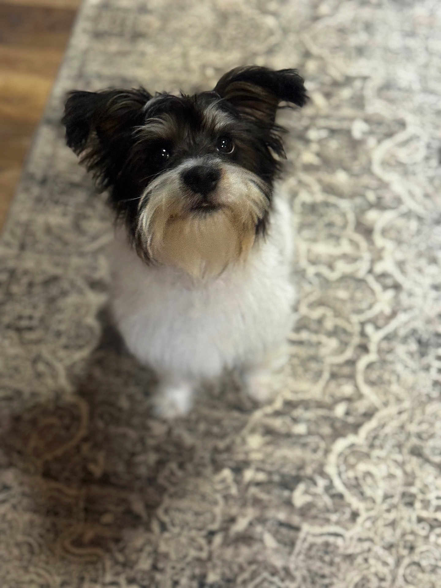 Maximus joined the competition — help win amazing prizes! dog, pet, fluffy, black_and_white, fur, ears, eyes, looking_up, indoor, carpet, patterned_rug, cute, small_dog, animal, companion, domestic, furry, sitting, portrait, adorable
