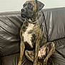 animal, attentive, black, brindle, brown, canine, collar, companion, curious, dog, fur, home, indoor, leather_couch, looking_away, pet, portrait, relaxed, sitting, white_chest