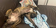 Stella a rejoint le concours — aidez-le/la à gagner de superbes lots ! animal, blanket, brindle, comfort, couch, cozy, dog, fur, home, indoor, leather, living_room, lying_down, pet, pillow, relaxed, resting, sleeping, sprawled, tongue_out