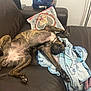 animal, blanket, brindle, comfort, couch, cozy, dog, fur, home, indoor, leather, living_room, lying_down, pet, pillow, relaxed, resting, sleeping, sprawled, tongue_out